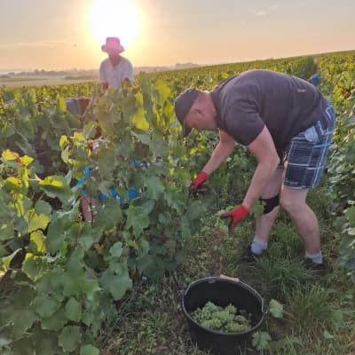 Vendanges en septembre