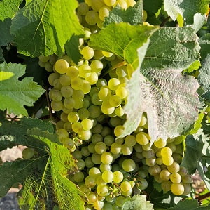 Superbe Chardonnay pour notre Champagne blanc de blancs 2022