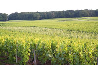 Vignobles de champagne en juin 2007