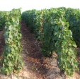 Ependage des &eacute;corces dans les vignes de champagne