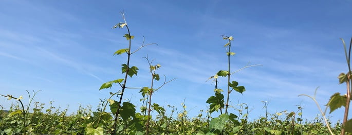 La vigne pousse en juin en Champagne