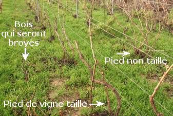 Vigne de champagne taill&eacute;e