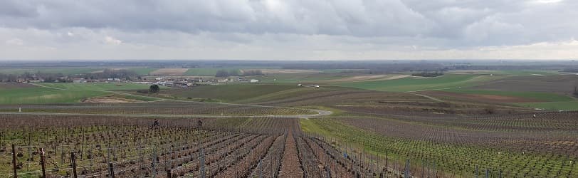Le vignoble de Vert-Toulon d&eacute;but mars 2022