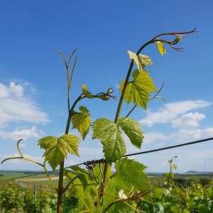 Brins de vigne dans le ciel bleu