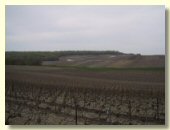 Vignes en avril