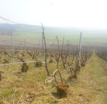 Vigne de Champagne taill&eacute;e et li&eacute;e