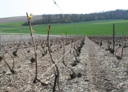 Vigne de champagne d&eacute;but avril 2007