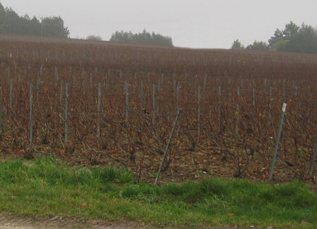 Vignes de champagne en d&eacute;cembre