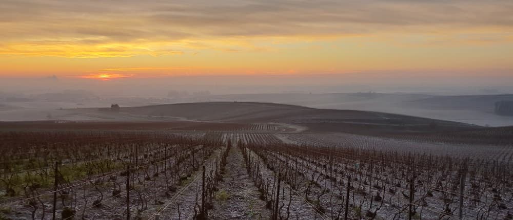 La taille dans les vignes de Champagne janvier 2020