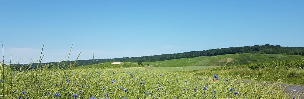 Les coteaux du petit Morin &agrave; Vert Toulon d&eacute;but juin entour&eacute; des champs d'oeillets et de coquelicots