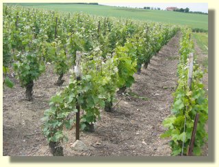 Vignes de champagne &agrave; Paques