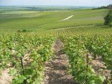 Vignes de champagne d&eacute;but mai 2007