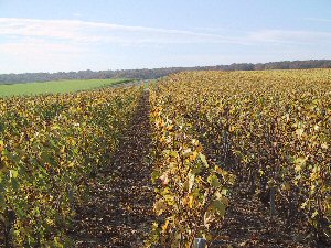 Vignobles de champagne en novembre 2005
