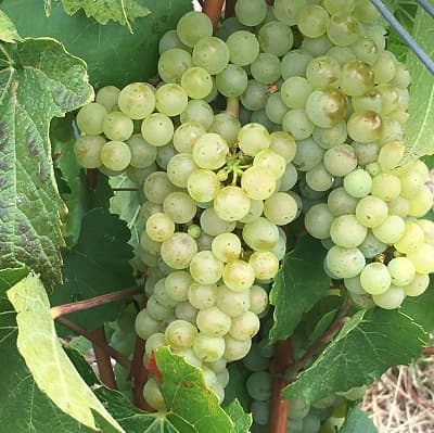 Raisin chardonnay l un des trois c&eacute;page du Champagne