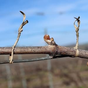 liage de la vigne