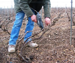 Liage des vignes avec une pince &eacute;lectrique