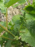 Raisin de champagne d&eacute;but juin 2006