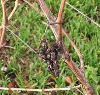 Bassin de r&eacute;tention d'eau dans les vignes de Champagne