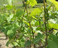 Raisins de champagne d&eacute;but juin 2006