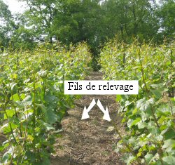 Fils de relevage de la vigne
