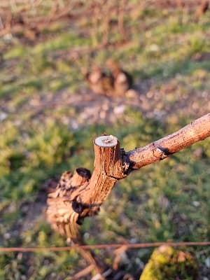 le travail d un vigneron ind&eacute;pendant en Champagne