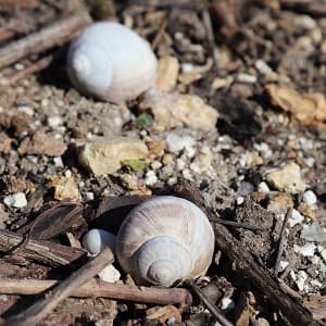 terroir de champagne