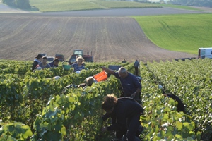 Les vendanges sous le soleil