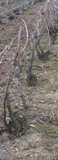 Vigne de Champagne li&eacute;e
