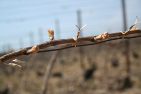 Vigne de Champagne li&eacute;e
