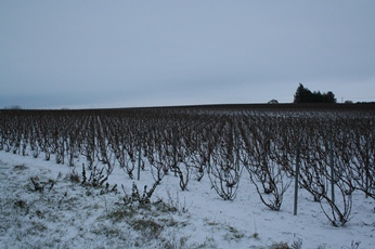 Vignes de champagne sous la neige d&eacute;cembre 2010