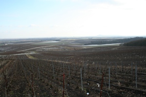 Vignes de champagne en d&eacute;cembre