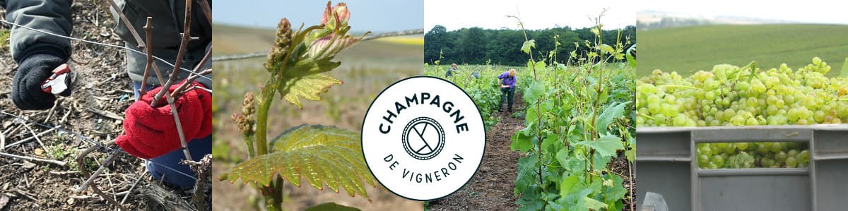Le travail d'un vigneron en Champagne dans les vignes