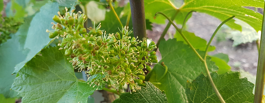 Fleur dans les vignes de champagne en juin 2017