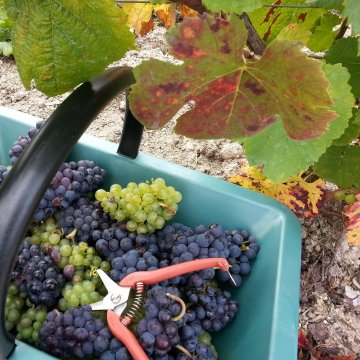 Secrets de fabrication du champagne par un producteur vigneron ind&eacute;pendant