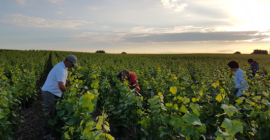 Relevage dans les vignes de champagne en juin 2017