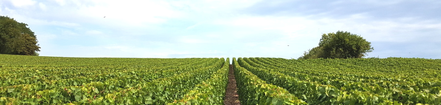 Rognage dans les vignes de champagne en aout 2017