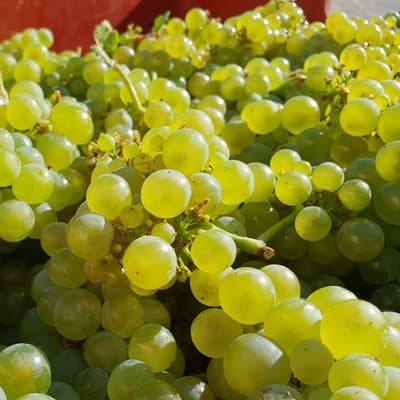 Raisins chardonnays de la vendange 2019 pour cr&eacute;er le millesime 2019