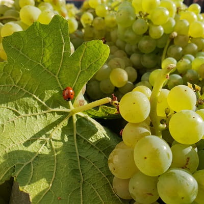 Raisins chardonnays de la vendange 2017 pour cr&eacute;er le millesime 2017