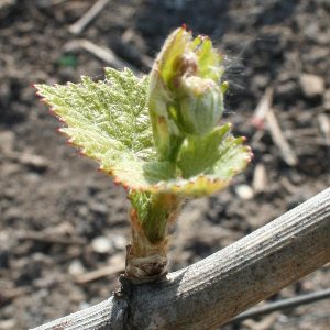 Bourgeon dans les vignes de Vert-Toulon en Champagne en avril