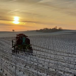 Broyage des sarments de taille dans les vignes gel&eacute;es en d&eacute;cembre
