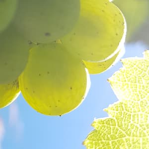 Les c&eacute;pages de champagne, chardonnay pinot noir et meunier