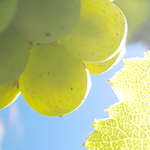 Les raisins de champagne au mois d aout dans l attente des vendanges
