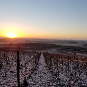 Lever de soleil sur les vignes gel&eacute;es en d&eacute;cembre