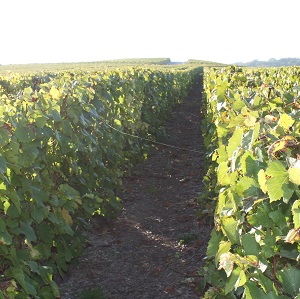 Les araign&eacute;es tissent leur fil d ange entre les rayons de vigne