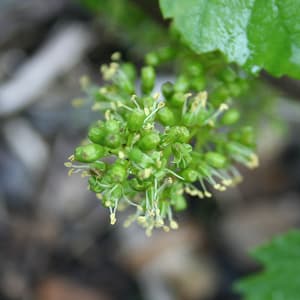 La fleur des raisins de champagne 