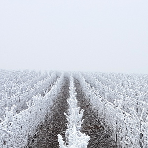 Les vignes de Vert-Toulon en Champagne en janvier
