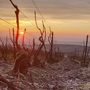 Lever de soleil sur les vignes taill&eacute;es de Champagne