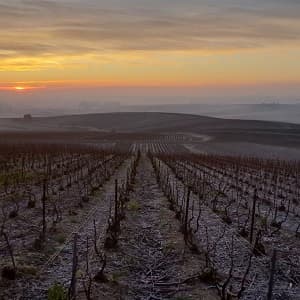 Lever de soleil sur les vignes de Champagne pendant la taille en janvier