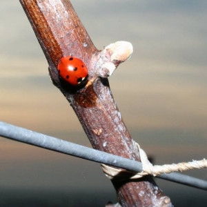 Dans les caves et vignes de champagne en mars, coccinelle au r&eacute;veil dans les vignes