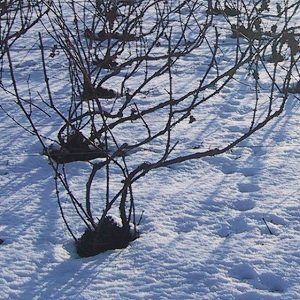pied de vigne non taillé